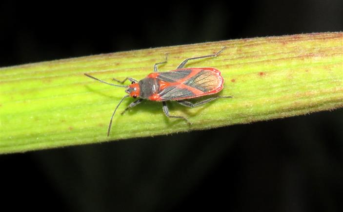 Lygaeidae: Caenocoris nerii?  S  !